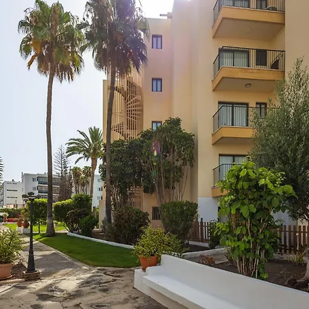 Ficus, Maspalomas *